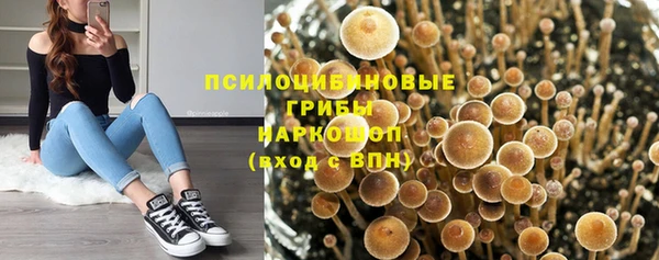 прущие грибы Беломорск